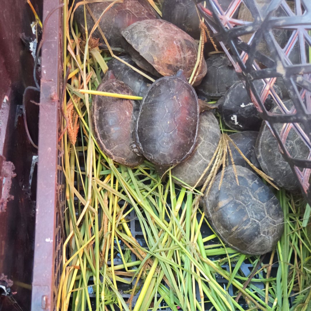 tortugas y tarántulas